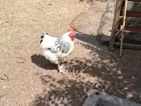 Chickens — photo 3