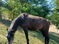 Cavalo, Cavalos — foto 2