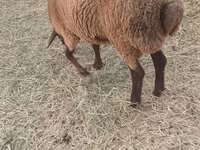 Ovejas (lote, sexo no especificado), Ovejas — foto 2