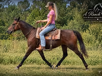 Klisna, Quarter Horse — foto 3