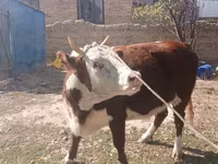 Krowa, Latvian Blue cattle — zdjęcie 1
