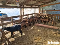 Cabro, Cabras — foto 2