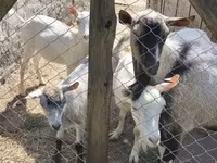 Cabra, Cabras — foto 3
