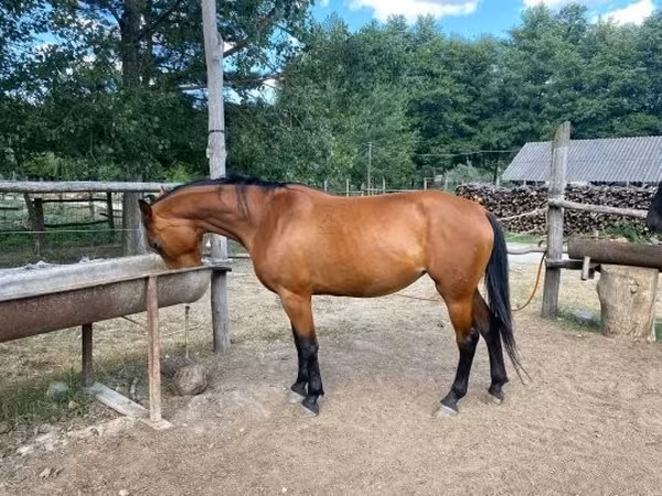 घोड़ी, Nonius horse