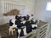 公牛, Russian Black pied cattle — 照片 3