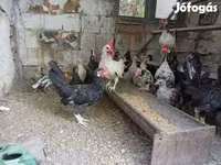 indiai futó — 1. fotó