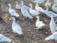 Geese — फ़ोटो 2