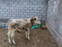 Byk, Simmental cattle — zdjęcie 1