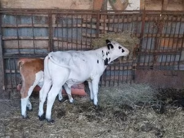 Bulle, Holstein-Rasse — Ungarn