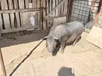 母猪, Pigs — 照片 2