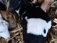 Ram, Dorper sheep — photo 2