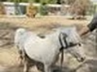 Lovak (tétel, nem megadva), Australian Pony — 8. fotó