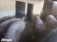 Pigs (batch, sex not specified), Pigs — photo 2