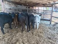 Vaca, Aberdeen-Angus — foto 2
