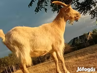 Nőstény kecske, Saanen goat — 3. fotó