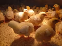 Chickens — zdjęcie 4