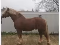 Caballo, Hungarian horse breed — foto 4