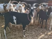 母山羊, Toggenburg goat — 照片 6