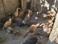 Guinea fowl — Foto 6