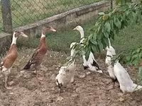 Ducks — photo 2