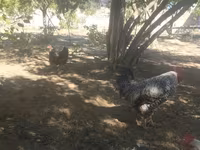 Gallina eslovena barrada — foto 6