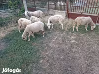 Oveja, Ovejas — foto 2