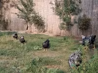 Chickens — 3-сурет