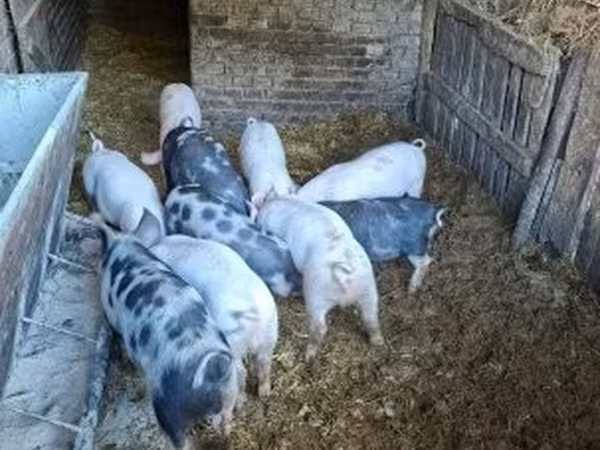 Verrat, Porcs — Hongrie
