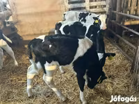 सांड, Russian Black pied cattle — फ़ोटो 6