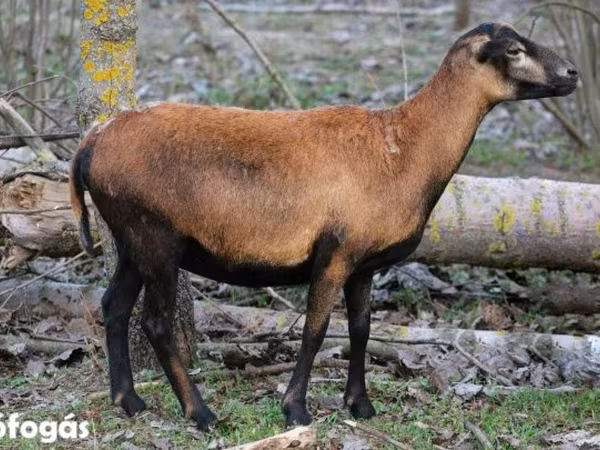 Juh, Cameroon sheep
