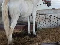Stute, Lipizzaner — Foto 1