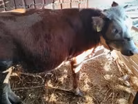 Toro, Simmental cattle — foto 5