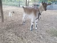 Ziege, Alpine goat — Foto 6