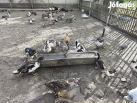 Ducks — Foto 4