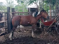At, Altai horse — foto 6
