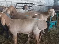 Carnero, Hissar sheep — foto 2