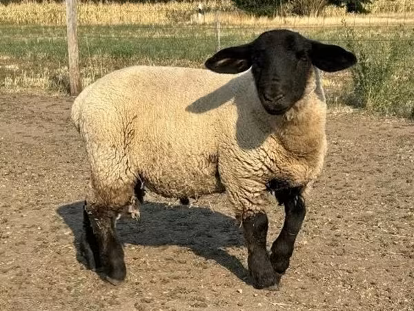 Carneiro, White Suffolk sheep — Hungria