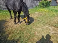 Mare, Horses — photo 7