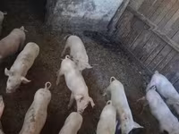 猪（批次，未指定性别）, Pigs — 照片 2