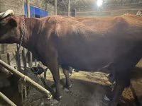 بقرة, Swiss cattle — الصورة 3
