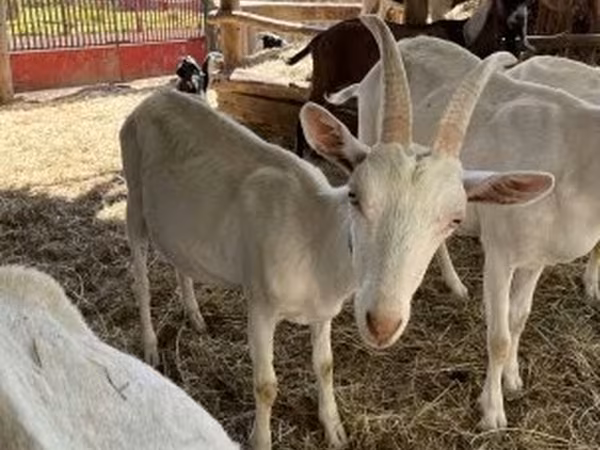 Bak, Saanen goat