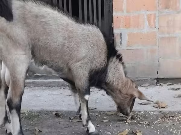 تيس, Nubian Goat