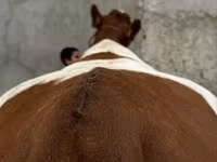بقرة, Simmental cattle — الصورة 3