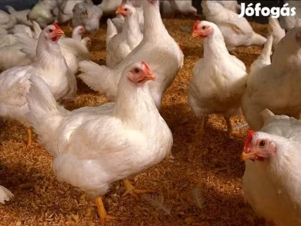 Chickens — Magyarország