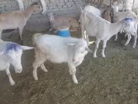 Kozioł, Saanen goat — zdjęcie 3
