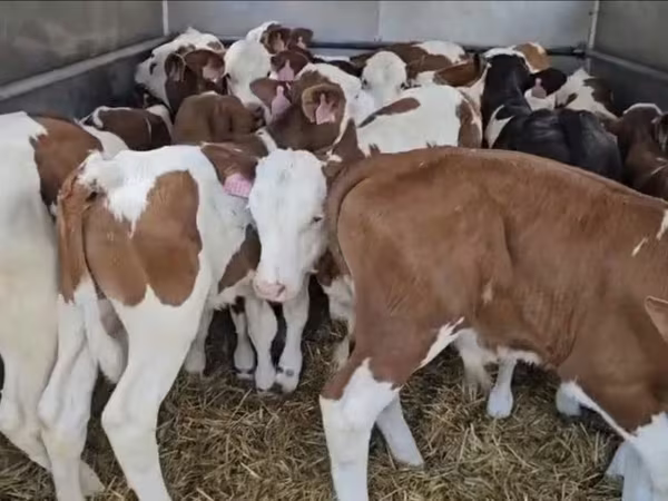 Buğa, Simmental cattle