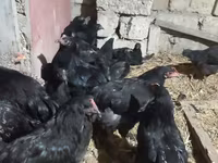 Australorp — photo 6