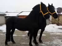 公马, Friesian — 照片 5