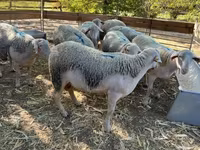 公羊, Sheep — 照片 3