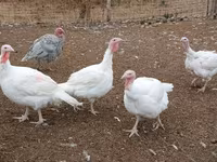 Turkeys — photo 1